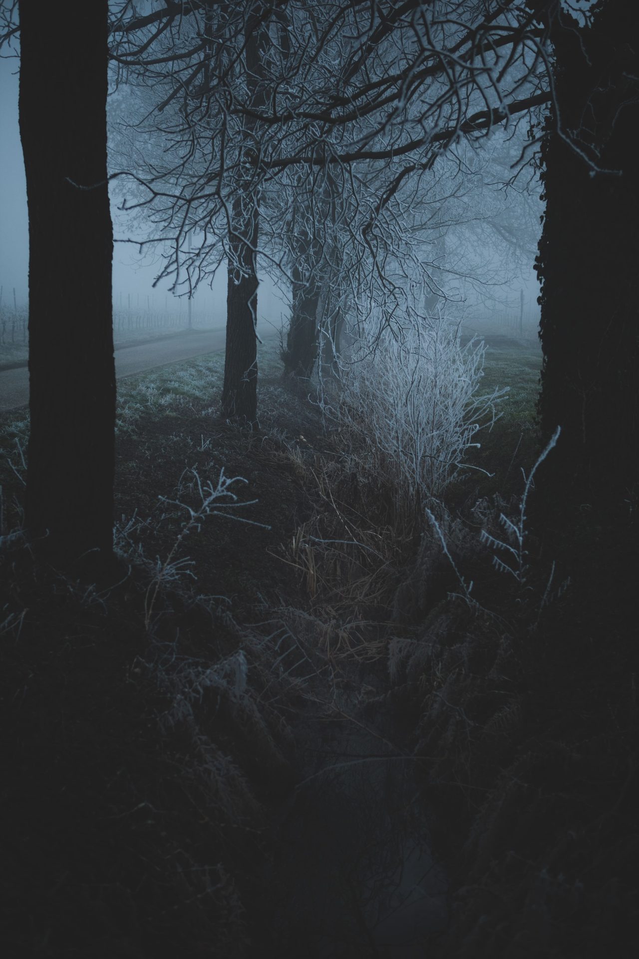 Sara Zamperlin figurativo natura