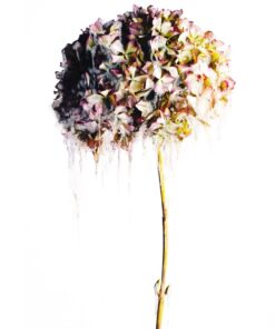 Sara Zamperlin acidi su stampa fotografica natura morta figurativo